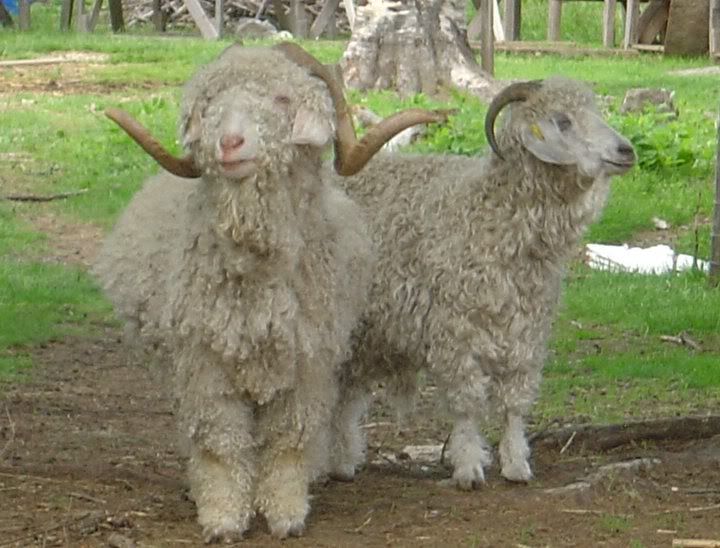 angora sheep