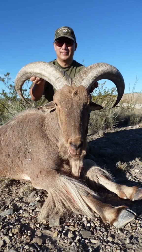 Aoudad2-1.jpg