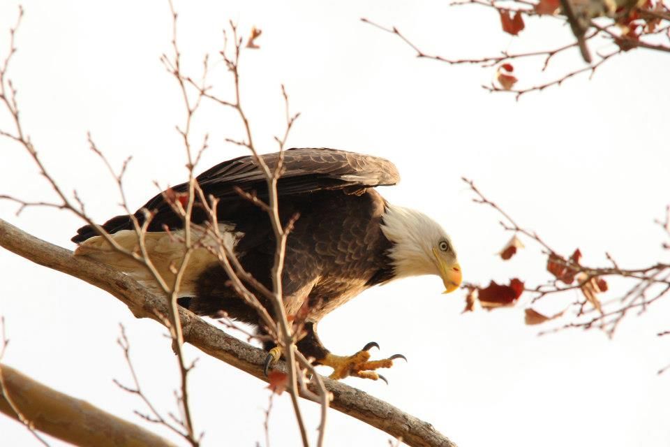 IMAGE: http://i779.photobucket.com/albums/yy72/kpflynn/Birds/17eagle.jpg