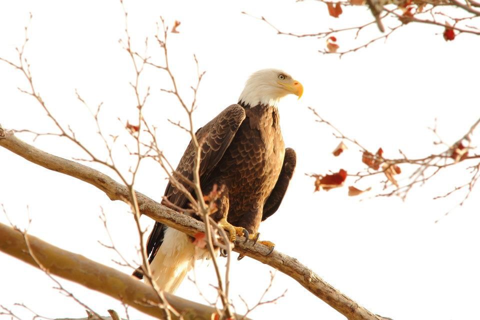 IMAGE: http://i779.photobucket.com/albums/yy72/kpflynn/Birds/17eagle2.jpg