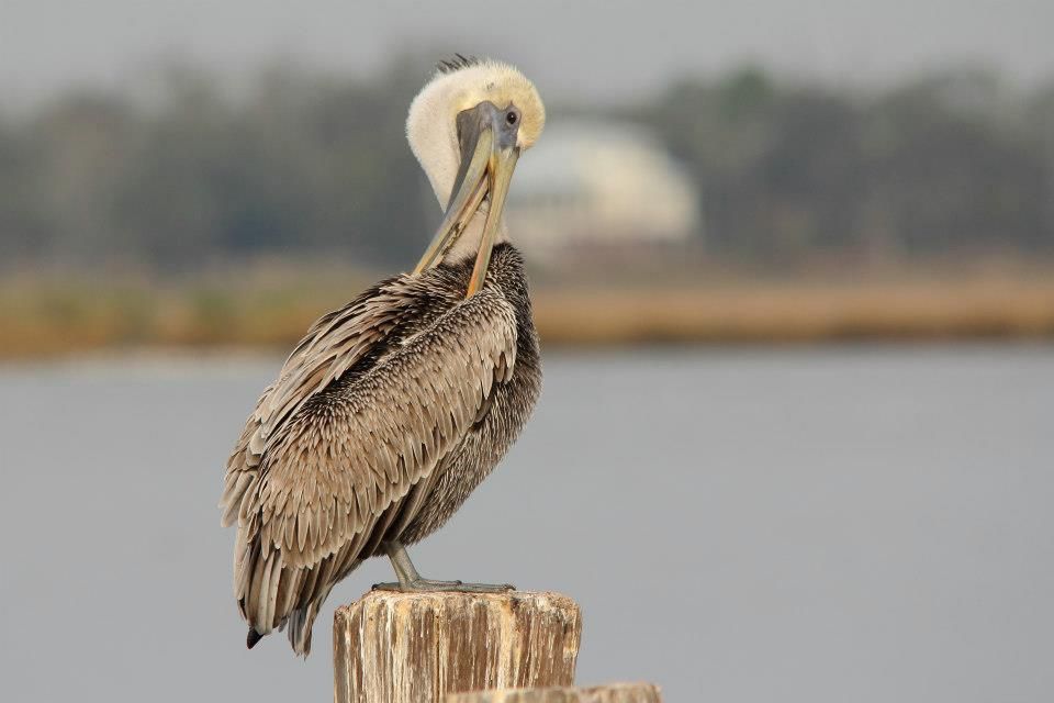 IMAGE: http://i779.photobucket.com/albums/yy72/kpflynn/Birds/17pelicanpreen.jpg