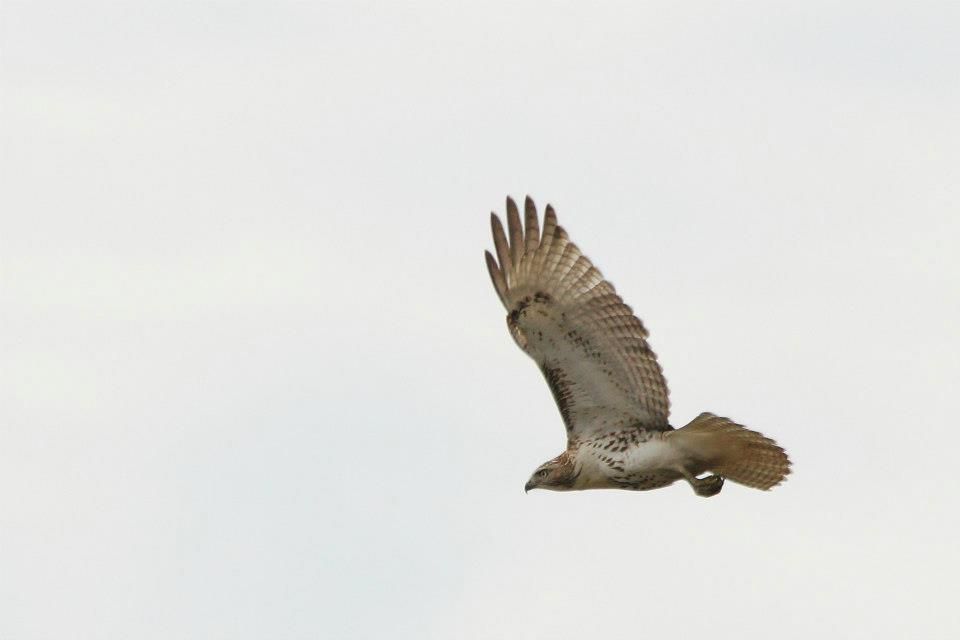 IMAGE: http://i779.photobucket.com/albums/yy72/kpflynn/Birds/17rth2.jpg