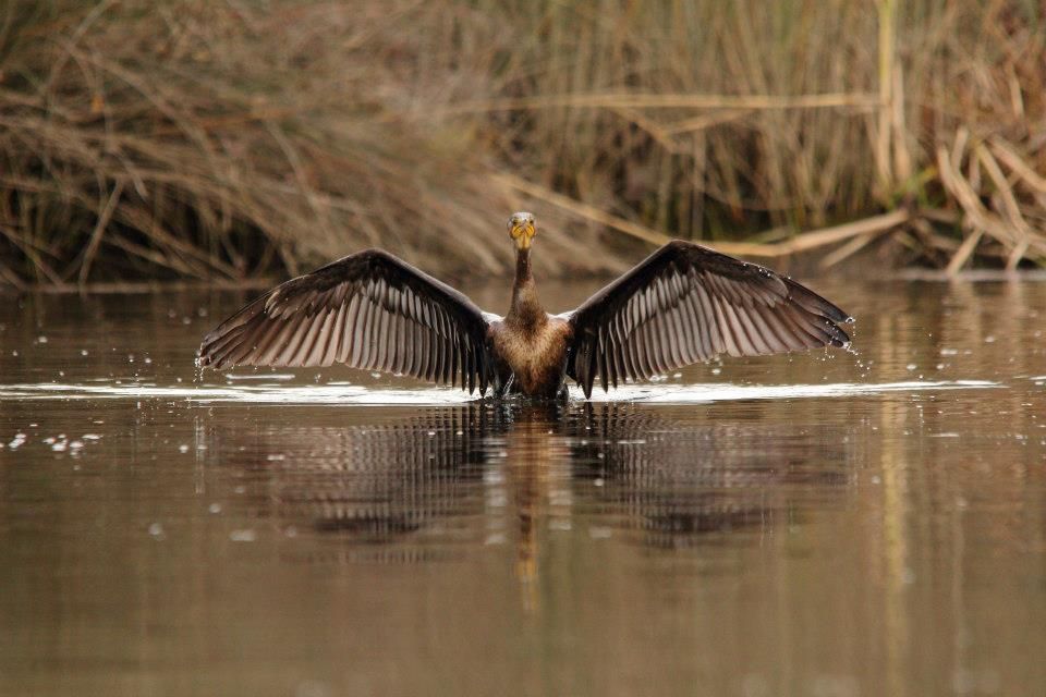 IMAGE: http://i779.photobucket.com/albums/yy72/kpflynn/Birds/8com2.jpg