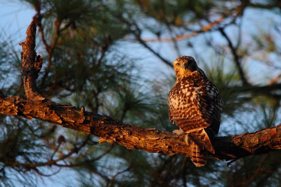 IMAGE: http://i779.photobucket.com/albums/yy72/kpflynn/Birds/8hawk.jpg