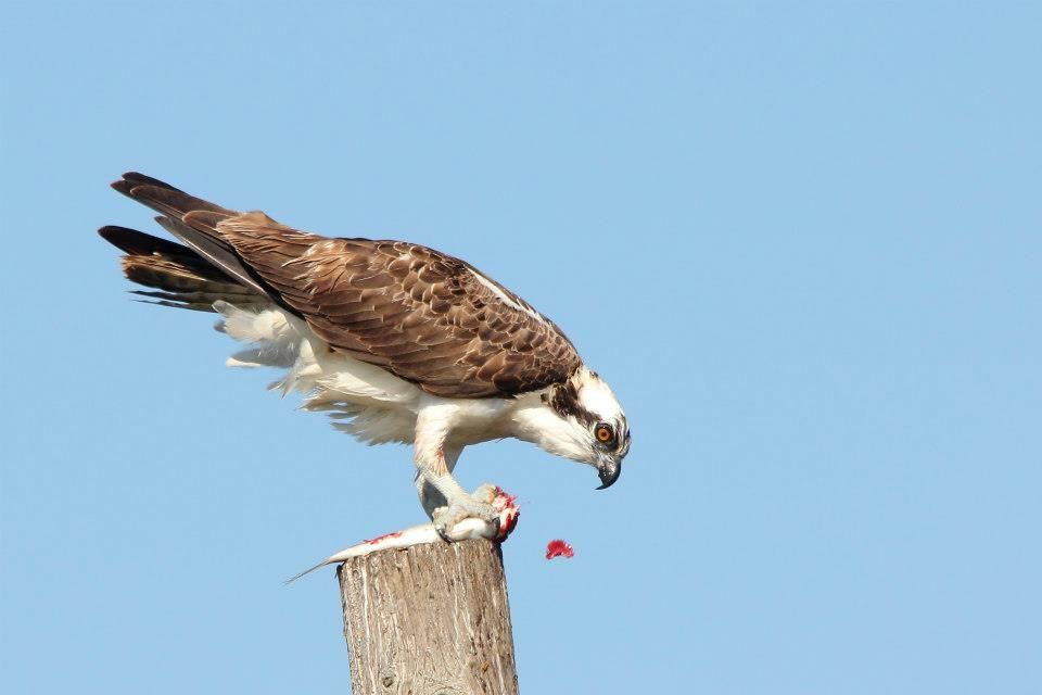 IMAGE: http://i779.photobucket.com/albums/yy72/kpflynn/Birds/bb14.jpg