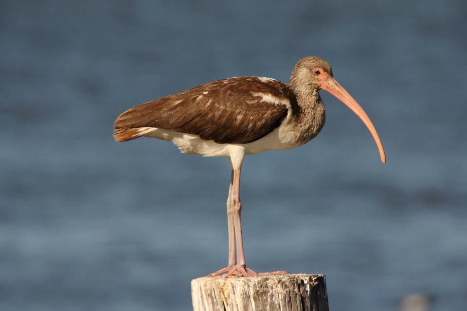 IMAGE: http://i779.photobucket.com/albums/yy72/kpflynn/Birds/bb3.jpg