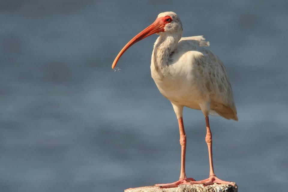 IMAGE: http://i779.photobucket.com/albums/yy72/kpflynn/Birds/bb6.jpg