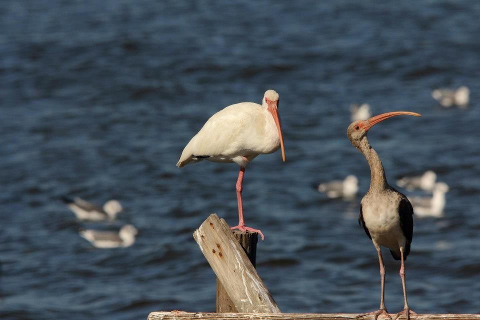 IMAGE: http://i779.photobucket.com/albums/yy72/kpflynn/Birds/bb7.jpg