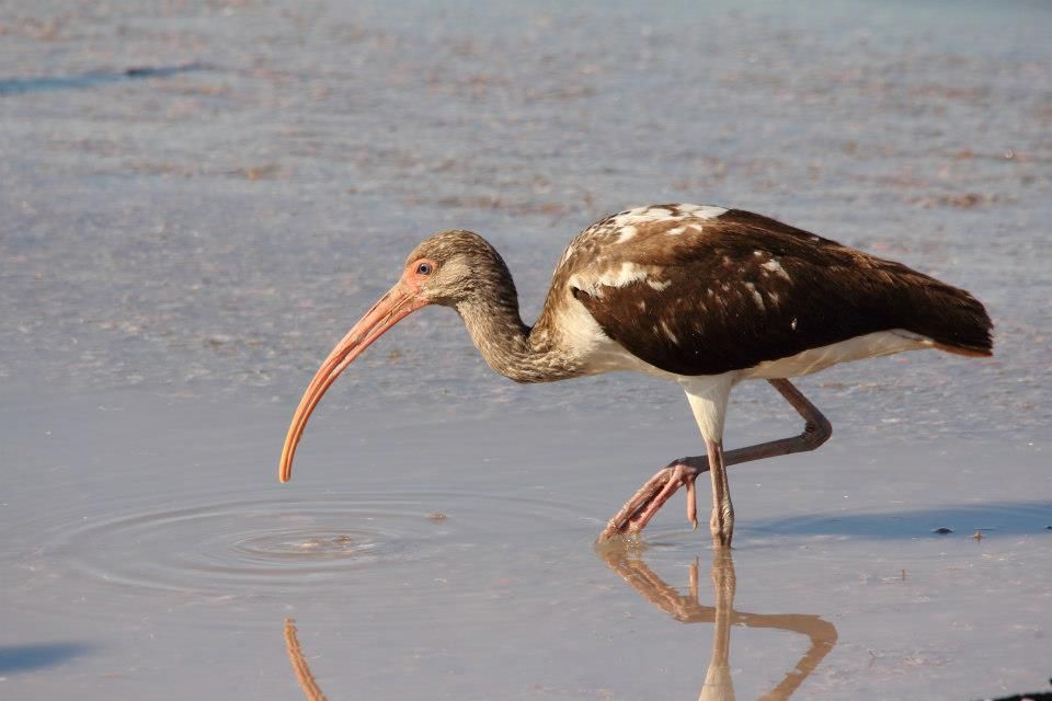 IMAGE: http://i779.photobucket.com/albums/yy72/kpflynn/Birds/bb9.jpg