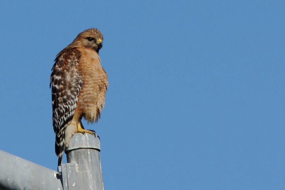 IMAGE: http://i779.photobucket.com/albums/yy72/kpflynn/Birds/cah_zps39564416.jpg