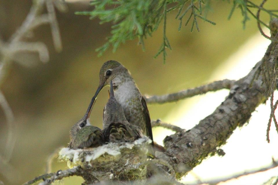 IMAGE: http://i779.photobucket.com/albums/yy72/kpflynn/Birds/cahb6_zpsdd8645ad.jpg