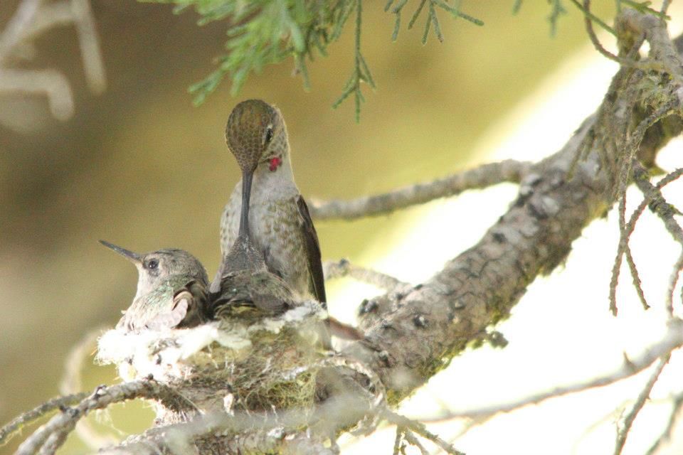 IMAGE: http://i779.photobucket.com/albums/yy72/kpflynn/Birds/cahb7_zps75f3f7c3.jpg