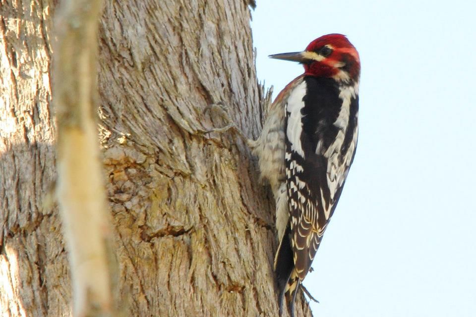 IMAGE: http://i779.photobucket.com/albums/yy72/kpflynn/Birds/carbss2_zps0d10ca9a.jpg