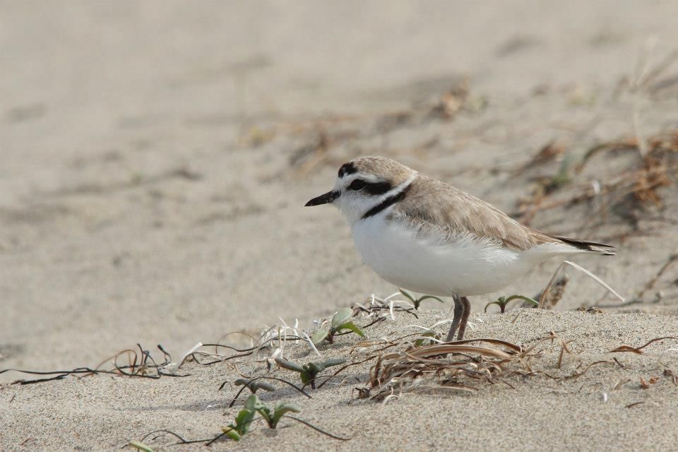 IMAGE: http://i779.photobucket.com/albums/yy72/kpflynn/Birds/casp_zps5e67122c.jpg