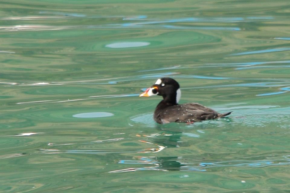 IMAGE: http://i779.photobucket.com/albums/yy72/kpflynn/Birds/cass2_zps7f4c7549.jpg