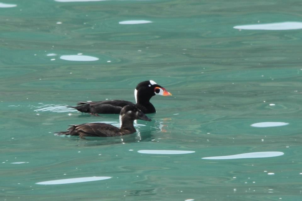 IMAGE: http://i779.photobucket.com/albums/yy72/kpflynn/Birds/cass_zps7b72e5f0.jpg