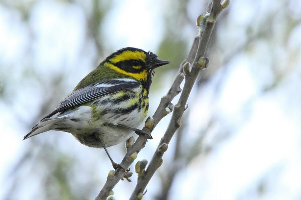 IMAGE: http://i779.photobucket.com/albums/yy72/kpflynn/Birds/catw2_zps65fc5a3e.jpg