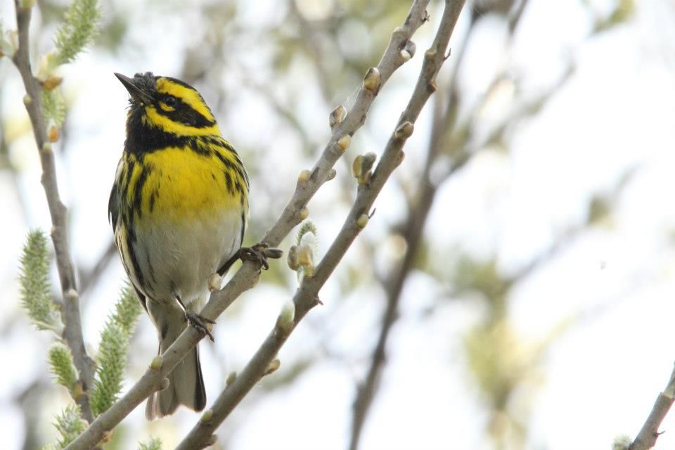 IMAGE: http://i779.photobucket.com/albums/yy72/kpflynn/Birds/catw_zps1be23031.jpg