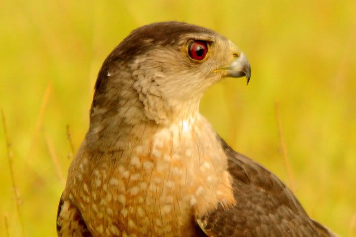 IMAGE: http://i779.photobucket.com/albums/yy72/kpflynn/Birds/cooperhead.jpg