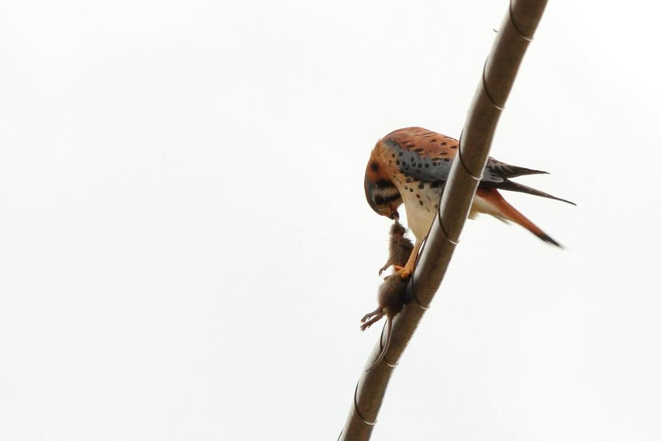 IMAGE: http://i779.photobucket.com/albums/yy72/kpflynn/Birds/kestreleat4.jpg