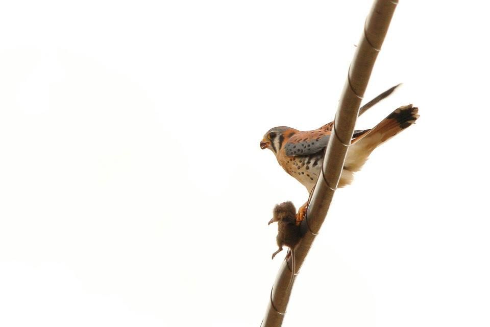 IMAGE: http://i779.photobucket.com/albums/yy72/kpflynn/Birds/kestreleat6.jpg