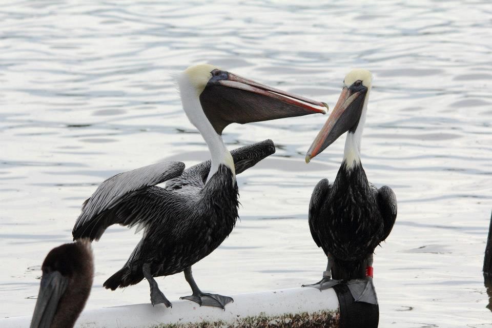 IMAGE: http://i779.photobucket.com/albums/yy72/kpflynn/Birds/peltag_zpsaad5e97c.jpg