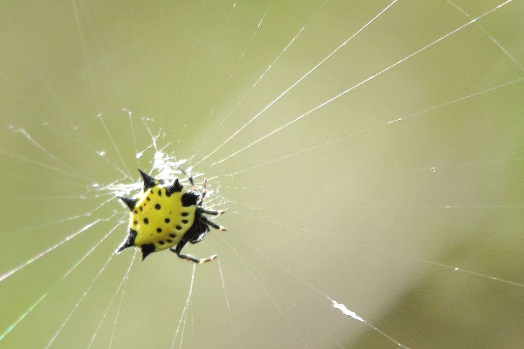 IMAGE: http://i779.photobucket.com/albums/yy72/kpflynn/Bug/spider-1.jpg