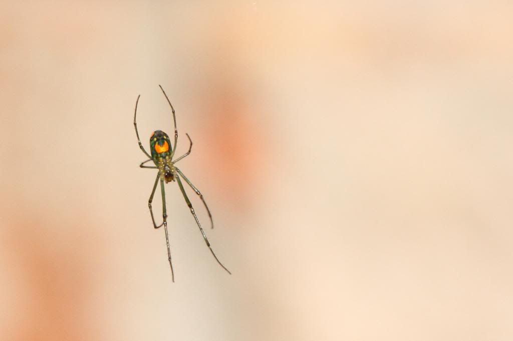 IMAGE: http://i779.photobucket.com/albums/yy72/kpflynn/Bug/spider1-1.jpg