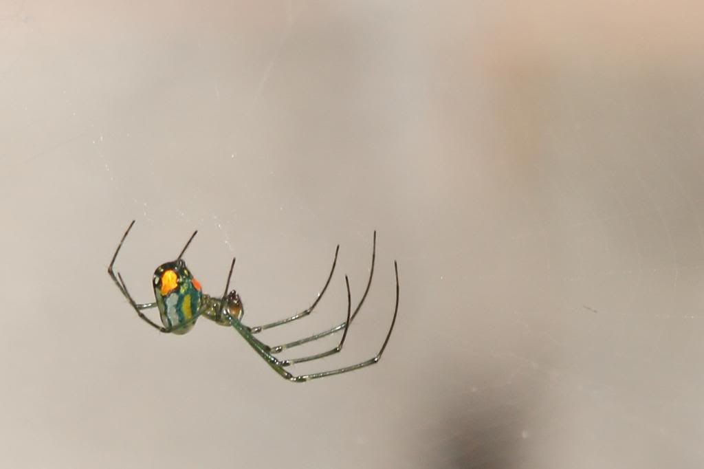 IMAGE: http://i779.photobucket.com/albums/yy72/kpflynn/Bug/spider3-2.jpg