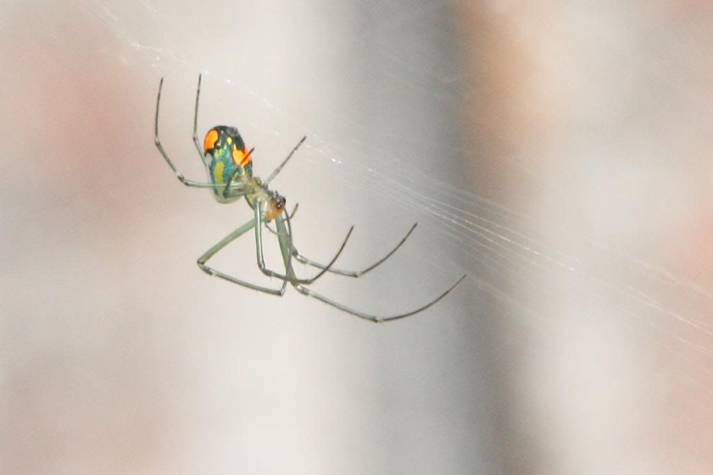 IMAGE: http://i779.photobucket.com/albums/yy72/kpflynn/Bug/spider4-1.jpg