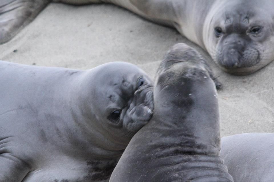 IMAGE: http://i779.photobucket.com/albums/yy72/kpflynn/Mammals/caes17_zps02dff4ba.jpg