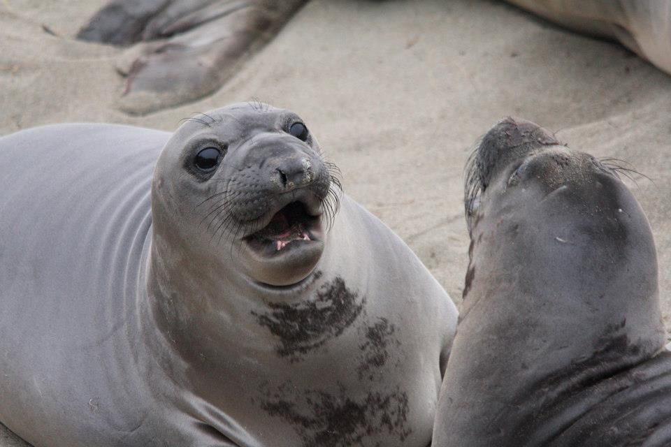 IMAGE: http://i779.photobucket.com/albums/yy72/kpflynn/Mammals/caes18_zpsb7f98892.jpg