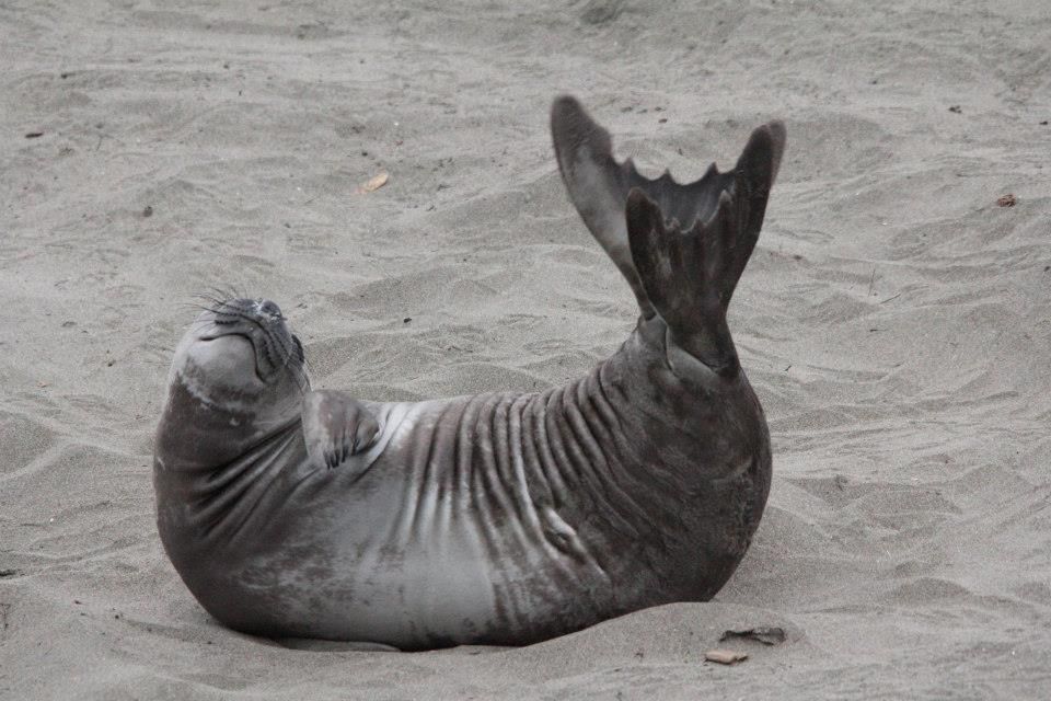 IMAGE: http://i779.photobucket.com/albums/yy72/kpflynn/Mammals/caes7_zps048a5f3a.jpg