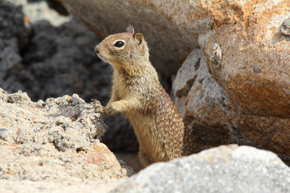 IMAGE: http://i779.photobucket.com/albums/yy72/kpflynn/Mammals/cags_zps21cb5baf.jpg