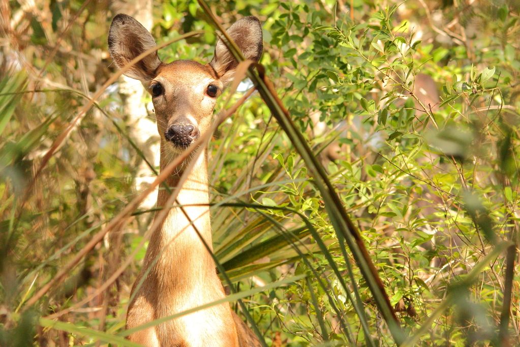 IMAGE: http://i779.photobucket.com/albums/yy72/kpflynn/Mammals/deer3-1.jpg