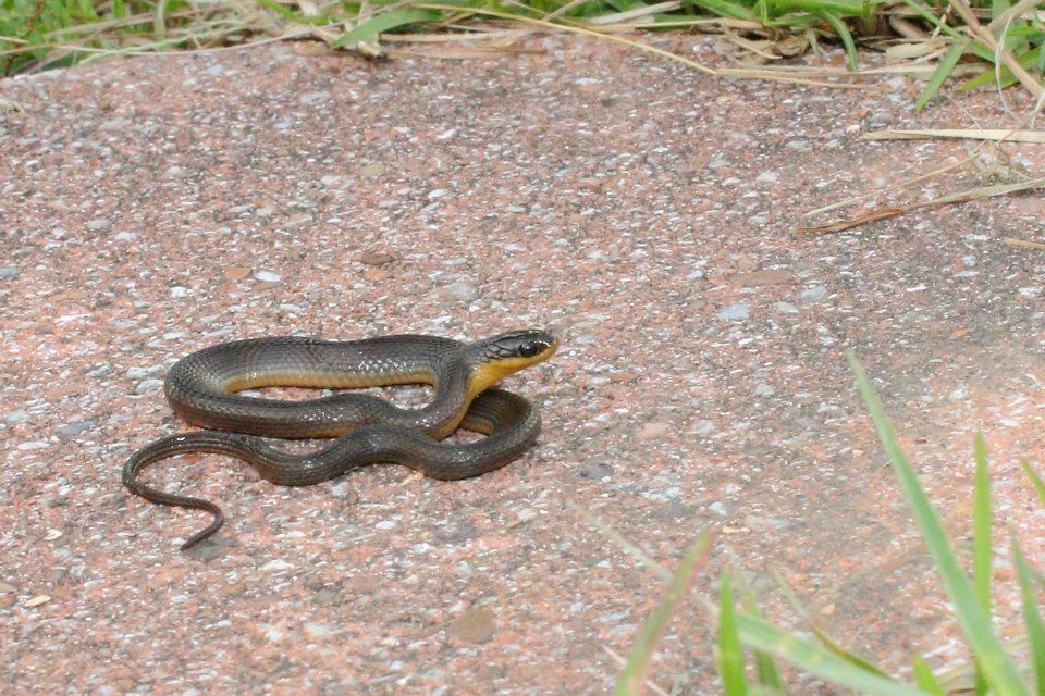 IMAGE: http://i779.photobucket.com/albums/yy72/kpflynn/herp/7smallsnk3.jpg