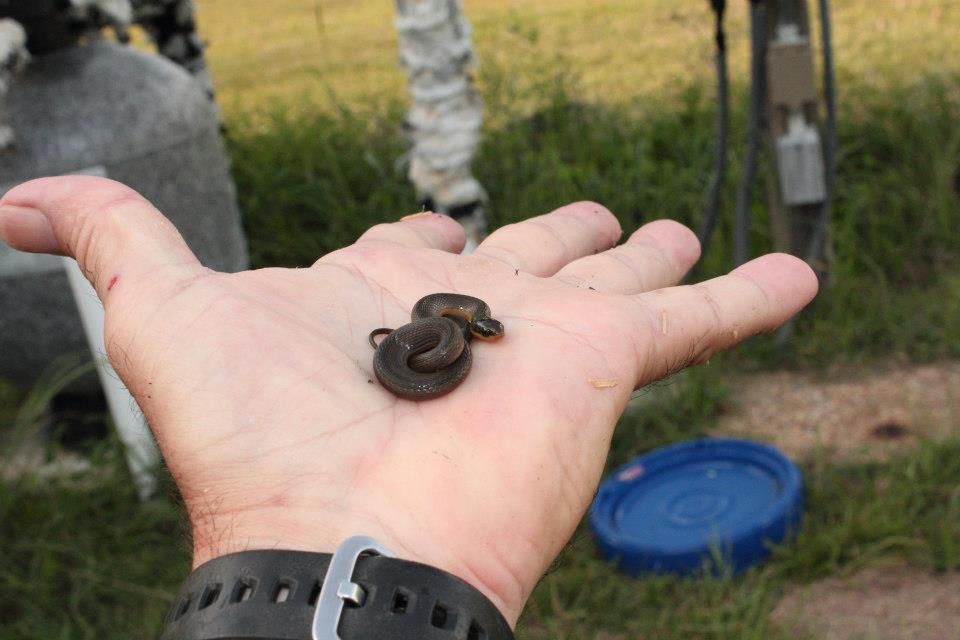 IMAGE: http://i779.photobucket.com/albums/yy72/kpflynn/herp/7smallsnk5.jpg