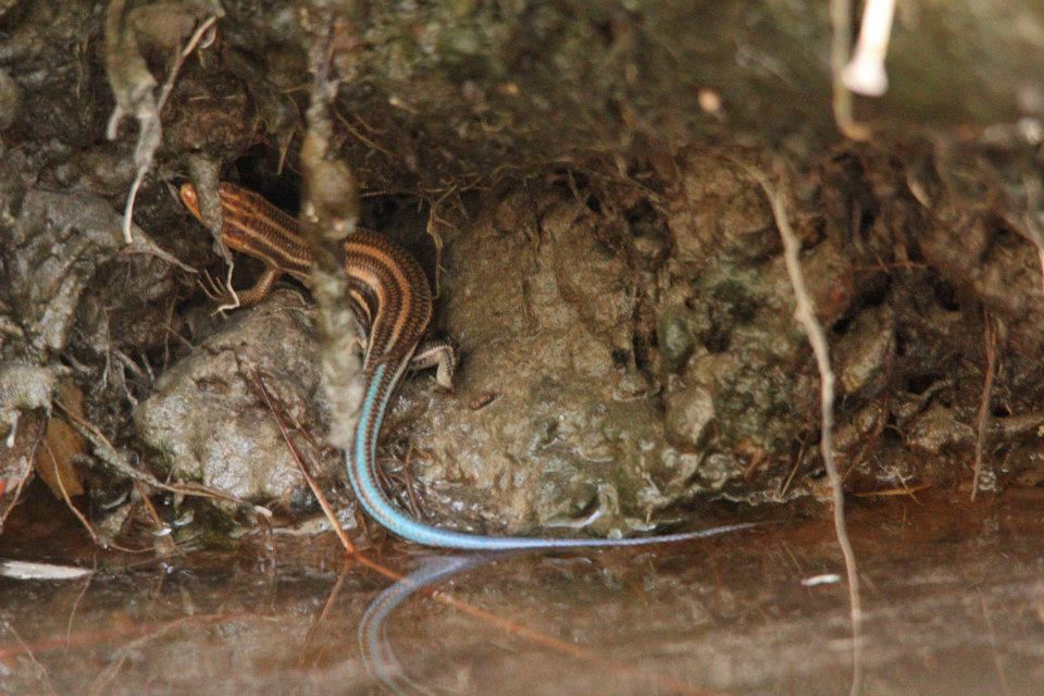 IMAGE: http://i779.photobucket.com/albums/yy72/kpflynn/herp/skink2_zpscd6a325b.jpg