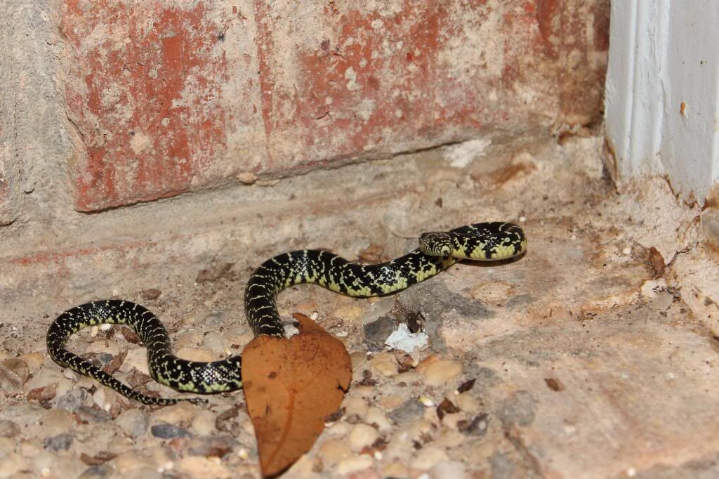 IMAGE: http://i779.photobucket.com/albums/yy72/kpflynn/herp/snake-2.jpg