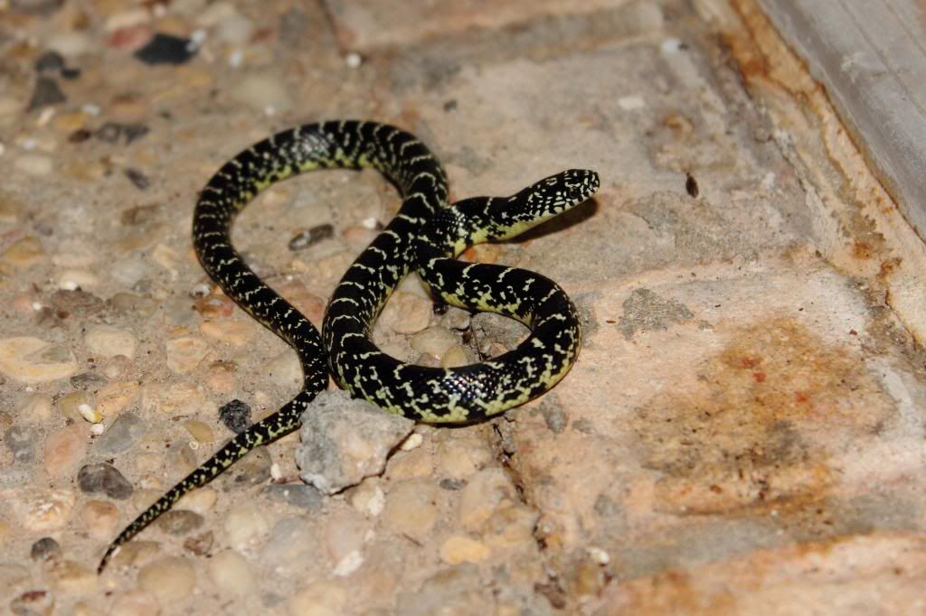 IMAGE: http://i779.photobucket.com/albums/yy72/kpflynn/herp/snake2-2.jpg