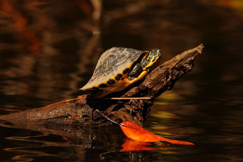 IMAGE: http://i779.photobucket.com/albums/yy72/kpflynn/herp/turtle-2.jpg