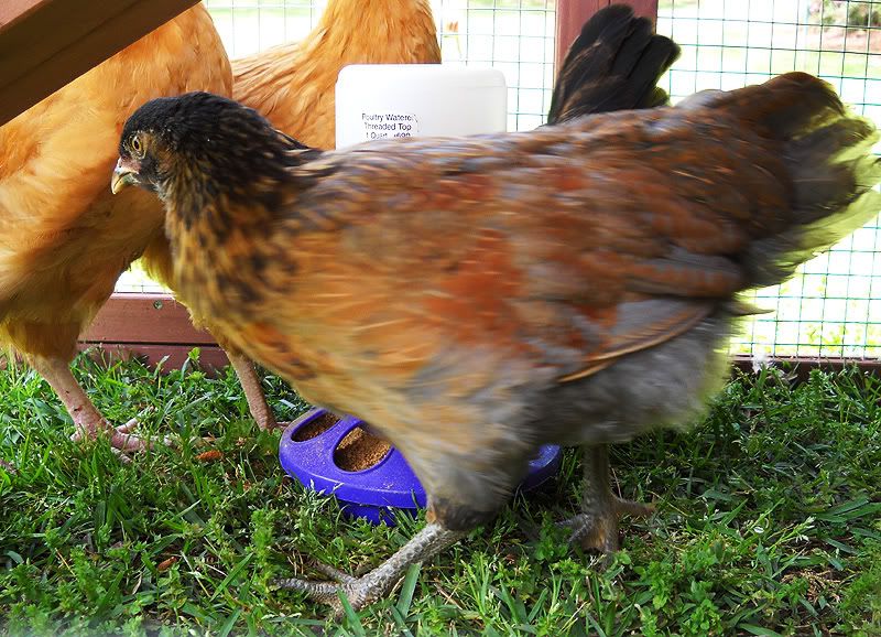 Could y'all give me some peace of mind? - Poultry