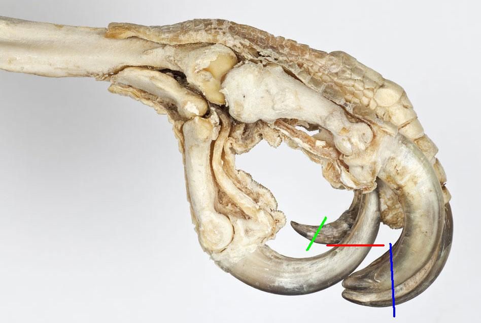 bird-claw_zpsf26c71cd.jpg