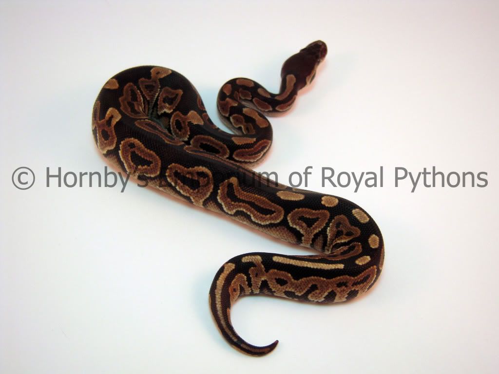 DSCN3563Watermark.jpg