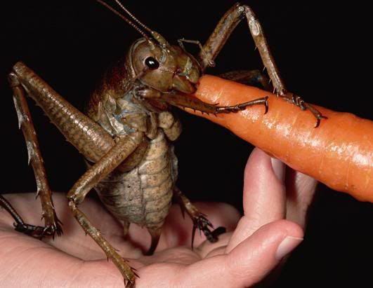 Weta Grasshopper