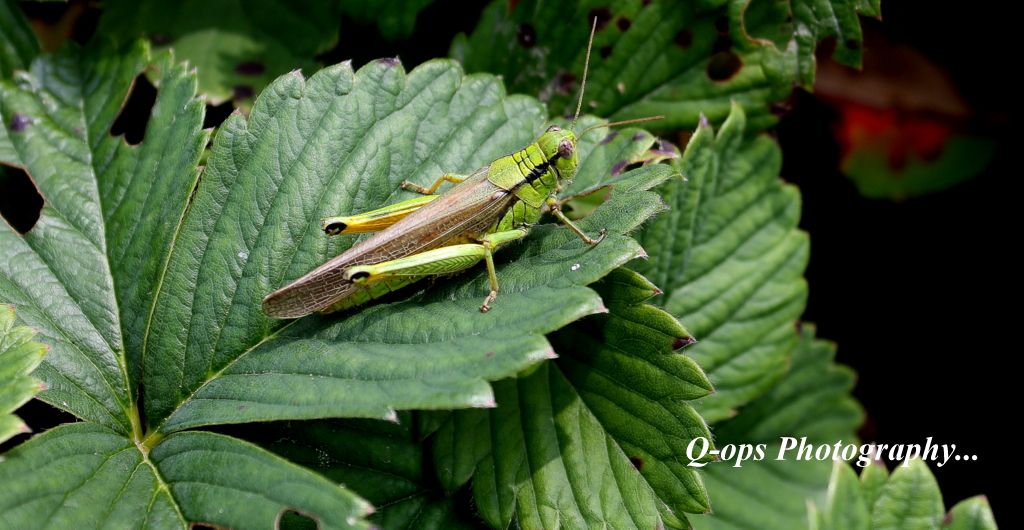 IMAGE: http://i779.photobucket.com/albums/yy77/Q_ops/IMG_0291_zpsb17e2d6f.jpg