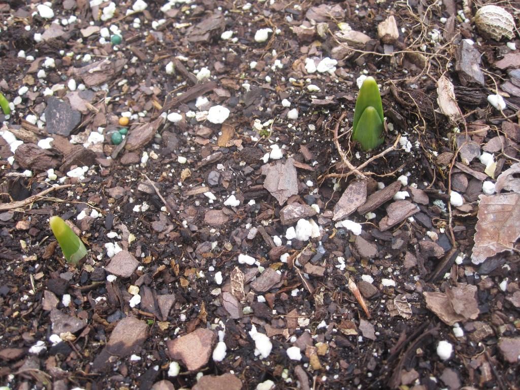 photo IMG_7837_zpse615cb94.jpg