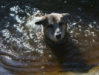 jewel the water dog again!