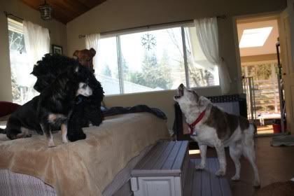 kodi herds the bed buddies up onto the bed