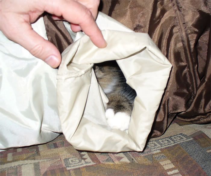 cats,Tinki,Dusya,Тинки,����,ко�ки